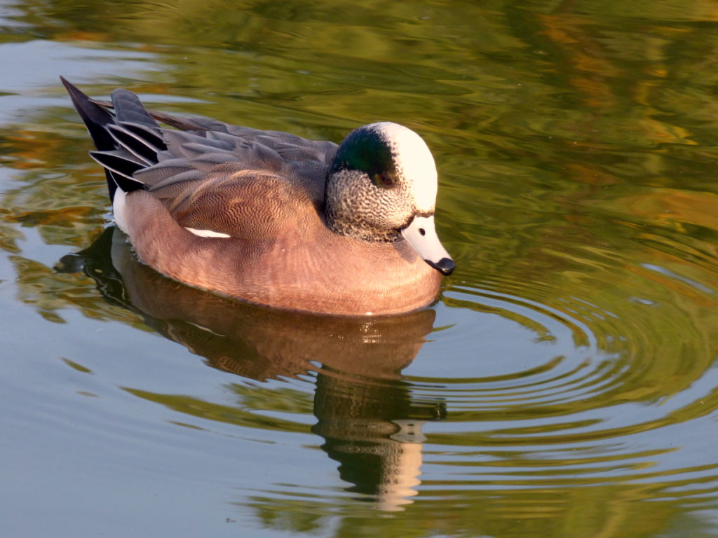 Duck, Duck, Goose... - Born To Talk